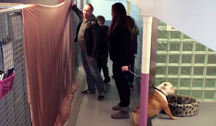 bulldog-love-story-house-8