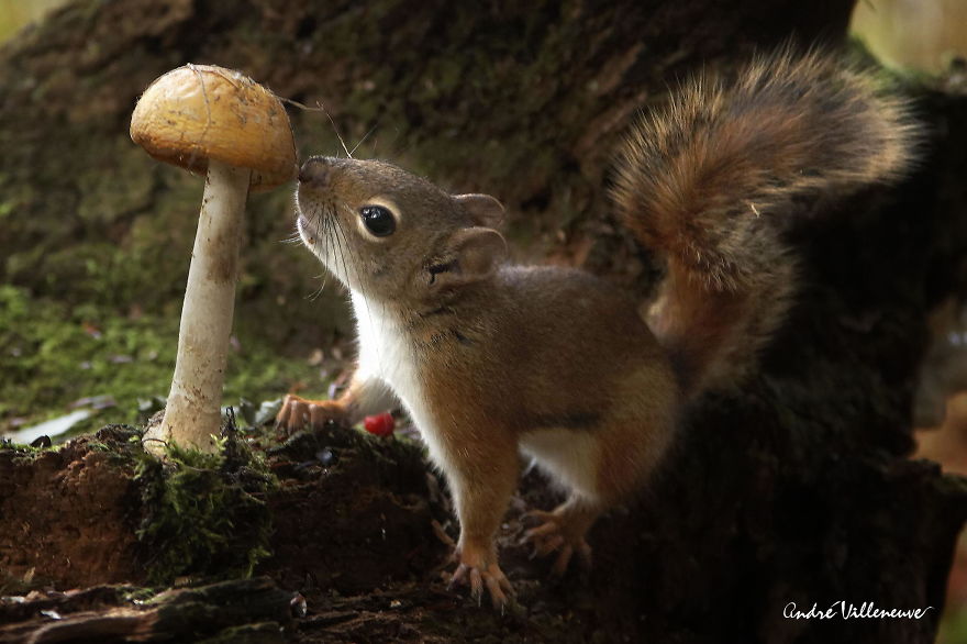 Photographer Captures Adorable Squirrels And Titmice Eating Together Photographer Captures Adorable Squirrels And Titmice Eating Together