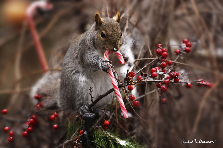 Photographer Captures Adorable Squirrels And Titmice Eating Together