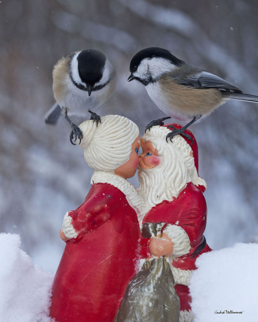 Photographer Captures Adorable Squirrels And Titmice Eating Together Photographer Captures Adorable Squirrels And Titmice Eating Together