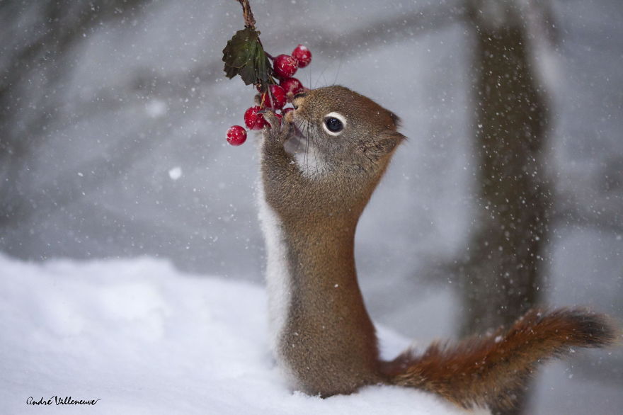 Photographer Captures Adorable Squirrels And Titmice Eating Together Photographer Captures Adorable Squirrels And Titmice Eating Together