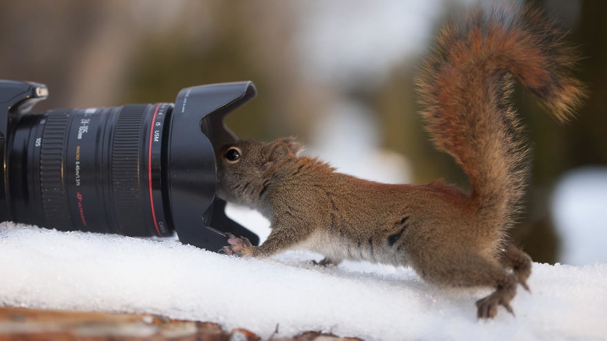 Photographer Captures Adorable Squirrels And Titmice Eating Together