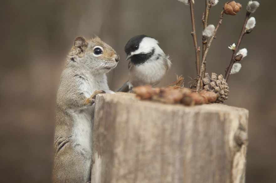 Photographer Captures Adorable Squirrels And Titmice Eating Together Photographer Captures Adorable Squirrels And Titmice Eating Together