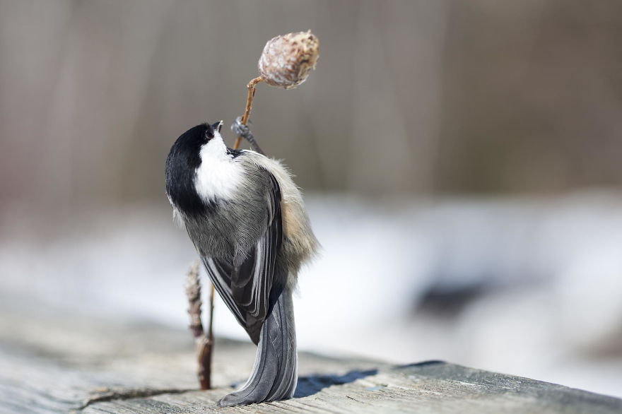 Photographer Captures Adorable Squirrels And Titmice Eating Together Photographer Captures Adorable Squirrels And Titmice Eating Together