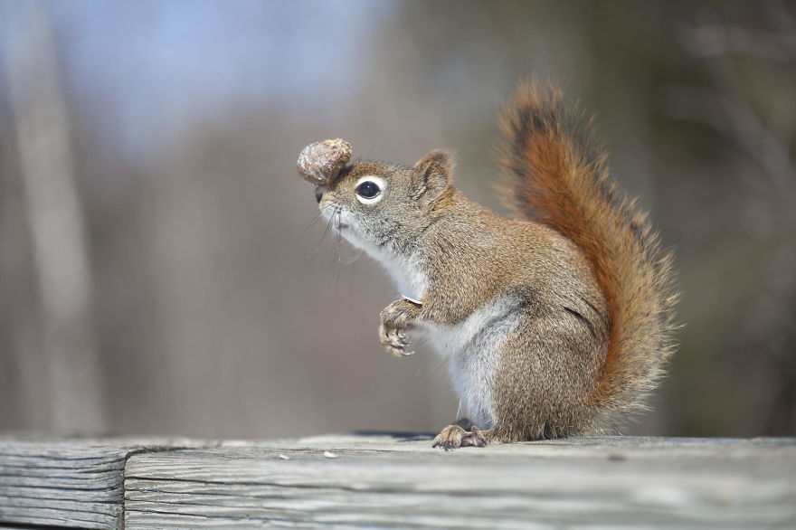 Photographer Captures Adorable Squirrels And Titmice Eating Together Photographer Captures Adorable Squirrels And Titmice Eating Together