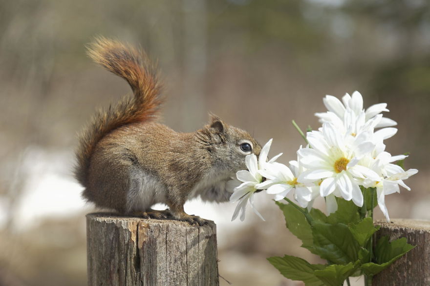 Photographer Captures Adorable Squirrels And Titmice Eating Together