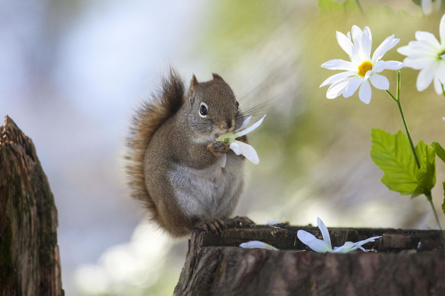 Photographer Captures Adorable Squirrels And Titmice Eating Together Photographer Captures Adorable Squirrels And Titmice Eating Together