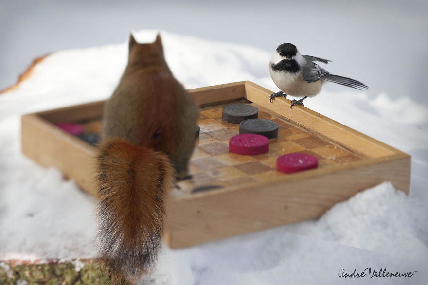 Photographer Captures Adorable Squirrels And Titmice Eating Together