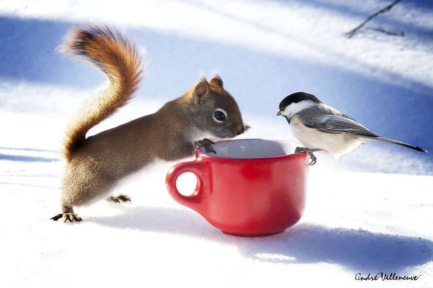 Photographer Captures Adorable Squirrels And Titmice Eating Together