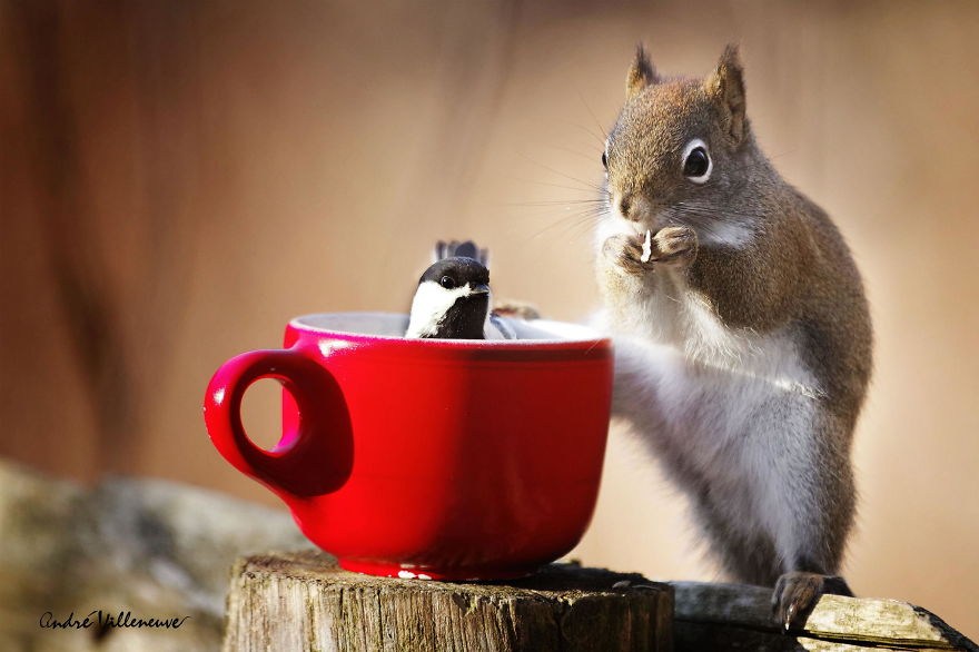 Photographer Captures Adorable Squirrels And Titmice Eating Together