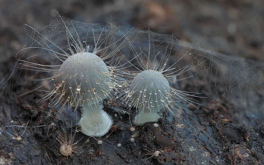 The Magical World Of Mushrooms In Macro Photography By Steve Axford The Magical World Of Mushrooms In Macro Photography By Steve Axford