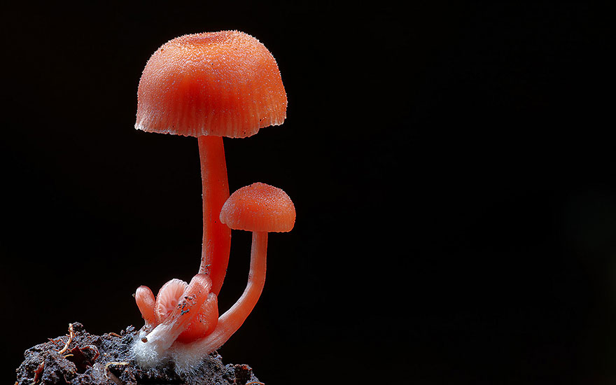 The Magical World Of Mushrooms In Macro Photography By Steve Axford The Magical World Of Mushrooms In Macro Photography By Steve Axford
