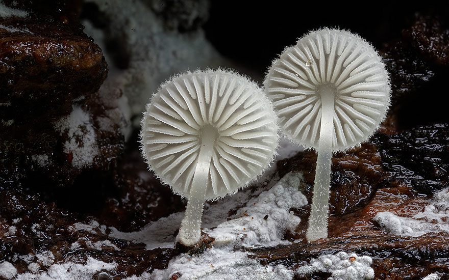 The Magical World Of Mushrooms In Macro Photography By Steve Axford The Magical World Of Mushrooms In Macro Photography By Steve Axford