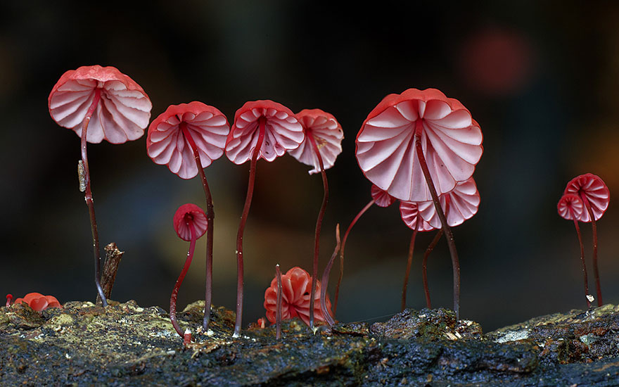 The Magical World Of Mushrooms In Macro Photography By Steve Axford The Magical World Of Mushrooms In Macro Photography By Steve Axford