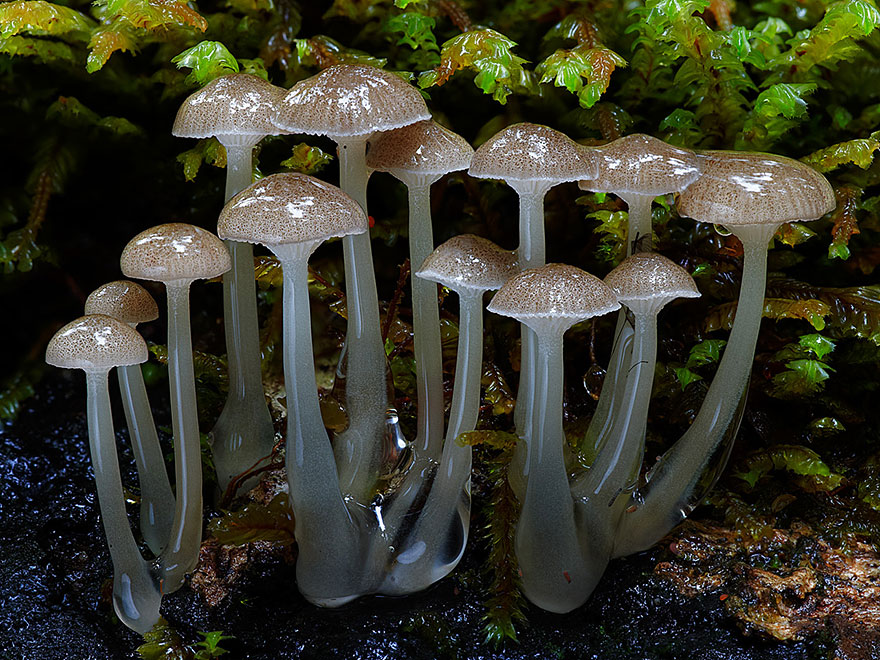 The Magical World Of Mushrooms In Macro Photography By Steve Axford The Magical World Of Mushrooms In Macro Photography By Steve Axford