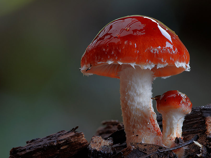 The Magical World Of Mushrooms In Macro Photography By Steve Axford The Magical World Of Mushrooms In Macro Photography By Steve Axford