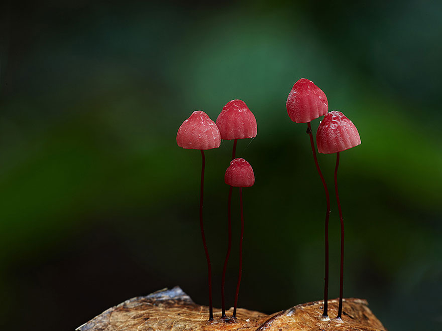 The Magical World Of Mushrooms In Macro Photography By Steve Axford The Magical World Of Mushrooms In Macro Photography By Steve Axford