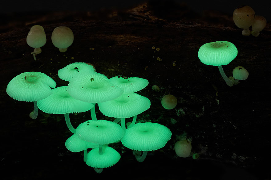 The Magical World Of Mushrooms In Macro Photography By Steve Axford