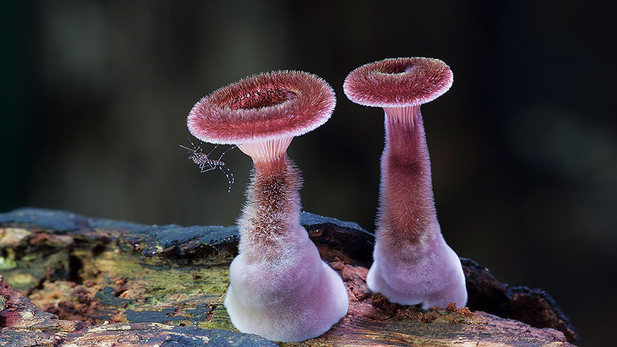The Magical World Of Mushrooms In Macro Photography By Steve Axford The Magical World Of Mushrooms In Macro Photography By Steve Axford