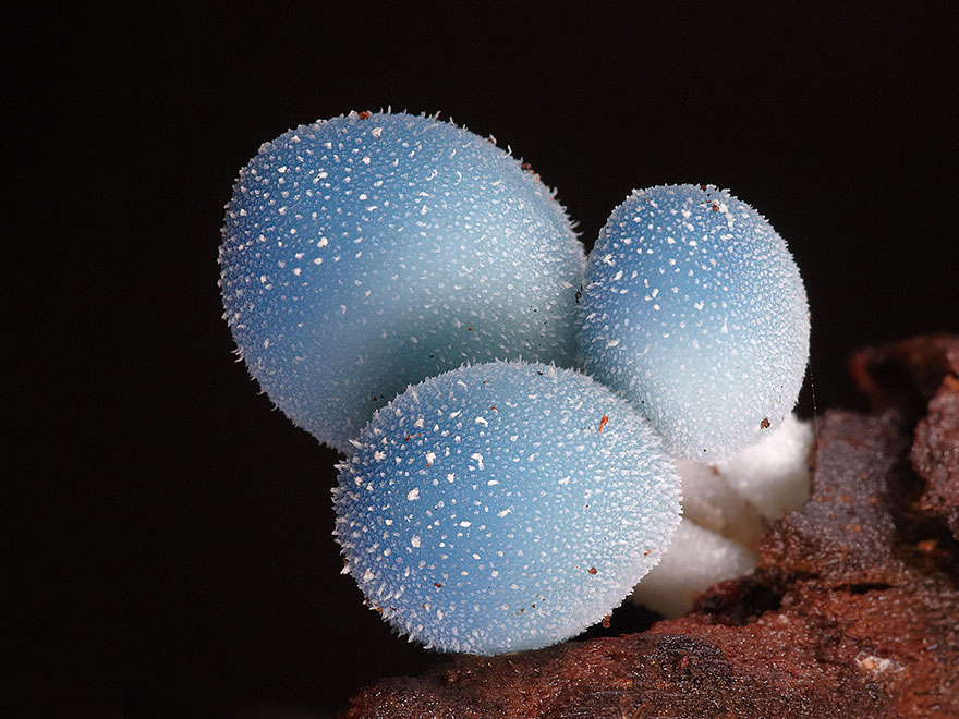The Magical World Of Mushrooms In Macro Photography By Steve Axford The Magical World Of Mushrooms In Macro Photography By Steve Axford