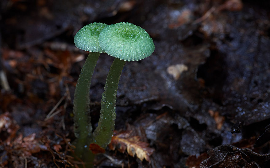 The Magical World Of Mushrooms In Macro Photography By Steve Axford The Magical World Of Mushrooms In Macro Photography By Steve Axford