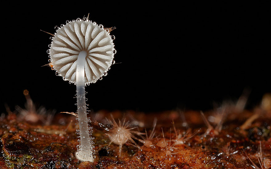 The Magical World Of Mushrooms In Macro Photography By Steve Axford The Magical World Of Mushrooms In Macro Photography By Steve Axford