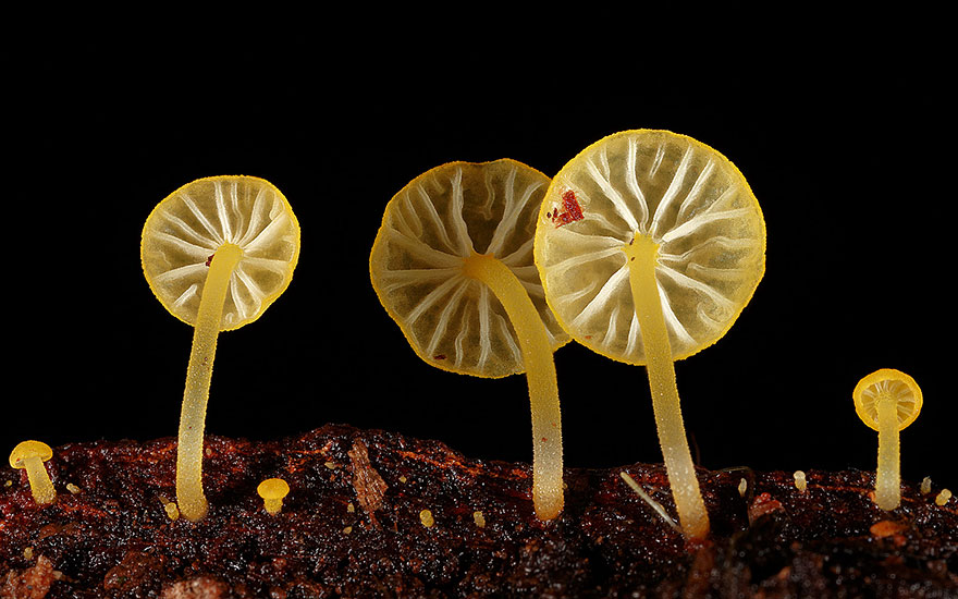 The Magical World Of Mushrooms In Macro Photography By Steve Axford The Magical World Of Mushrooms In Macro Photography By Steve Axford