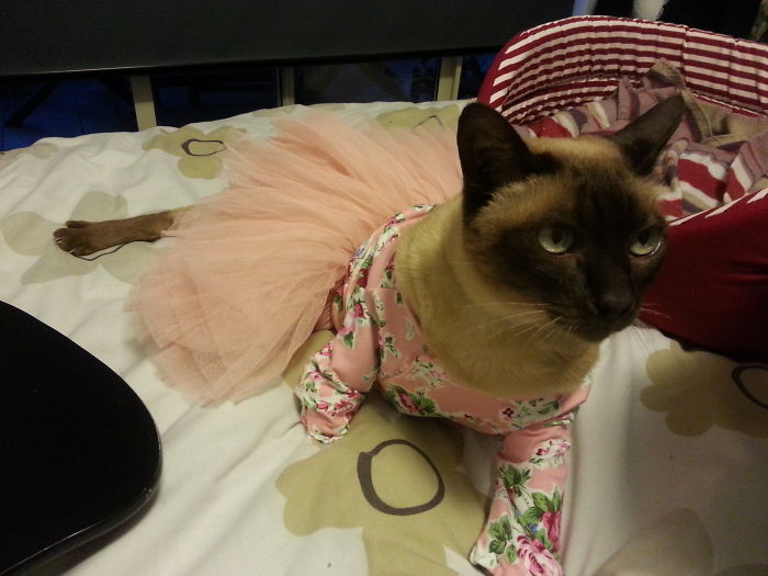 The Ballet Dancer Cat