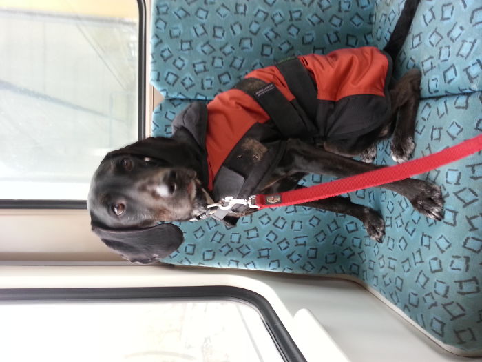 My Dog Pixel Travelling On The S-bahn In Berlin