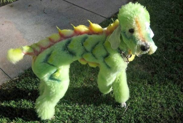 21 Creatively Groomed Dogs To Make You Smile