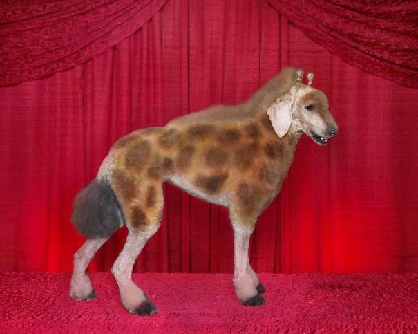 21 Creatively Groomed Dogs To Make You Smile