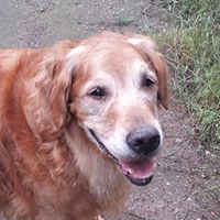 lisa.ingram.54 avatar