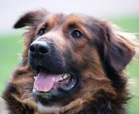 stephen.lee.phillips avatar