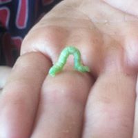 angela.burchfield avatar