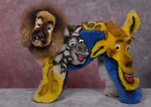 21 Creatively Groomed Dogs To Make You Smile