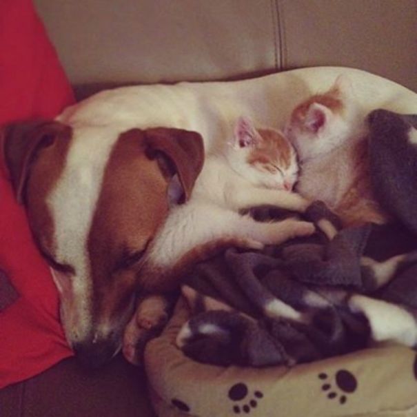 Male Dog Nurses Stray Kittens Like A Mom