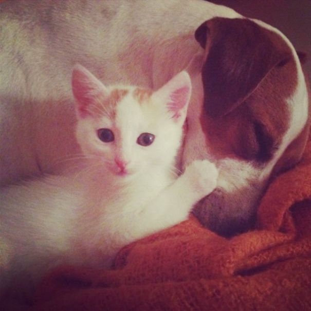 Male Dog Nurses Stray Kittens Like A Mom Male Dog Nurses Stray Kittens Like A Mom