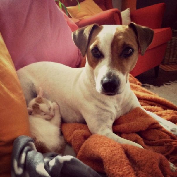 Male Dog Nurses Stray Kittens Like A Mom