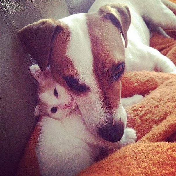 Male Dog Nurses Stray Kittens Like A Mom Male Dog Nurses Stray Kittens Like A Mom