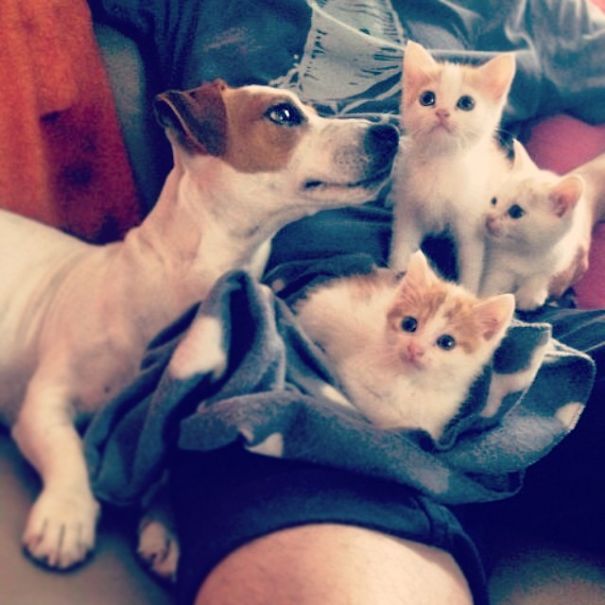 Male Dog Nurses Stray Kittens Like A Mom Male Dog Nurses Stray Kittens Like A Mom