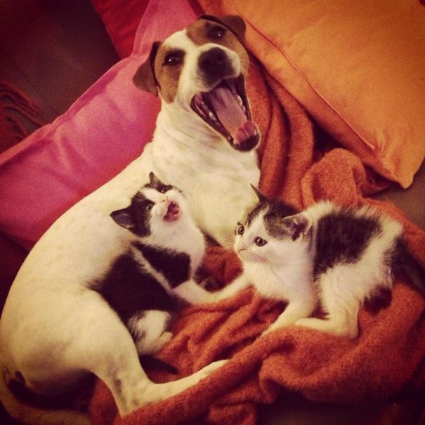 Male Dog Nurses Stray Kittens Like A Mom Male Dog Nurses Stray Kittens Like A Mom