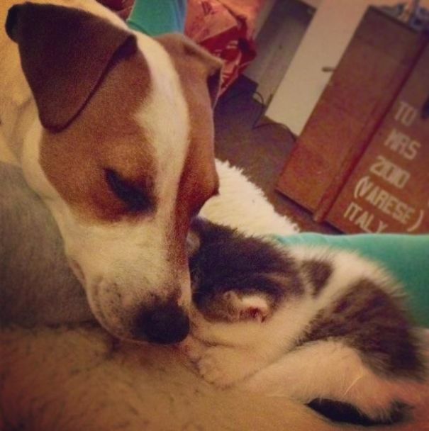 Male Dog Nurses Stray Kittens Like A Mom Male Dog Nurses Stray Kittens Like A Mom