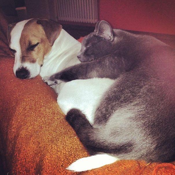 Male Dog Nurses Stray Kittens Like A Mom Male Dog Nurses Stray Kittens Like A Mom