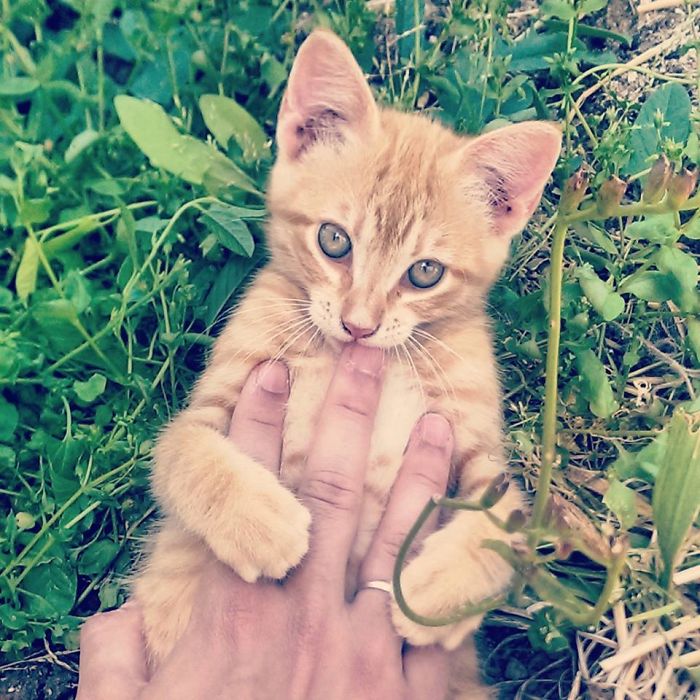 #dothraki - My Kitten