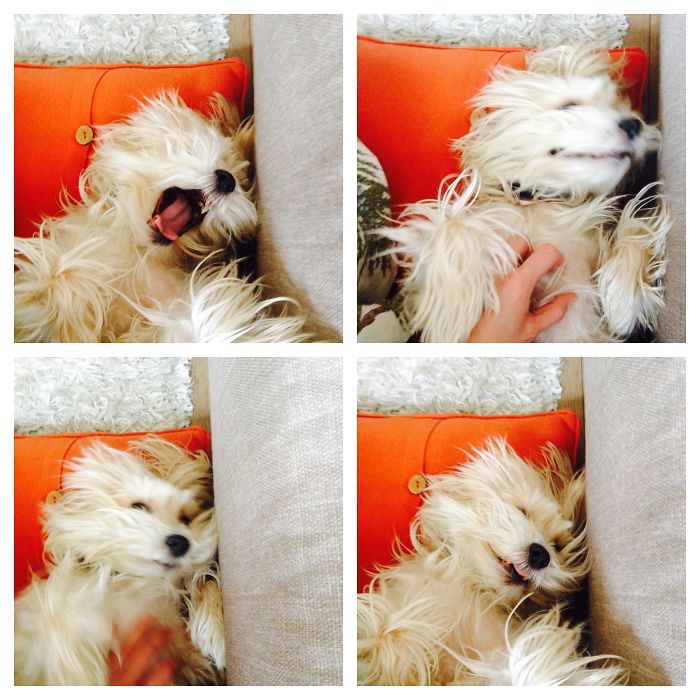 Fuzzy's Got A Serious Case Of Fluffy