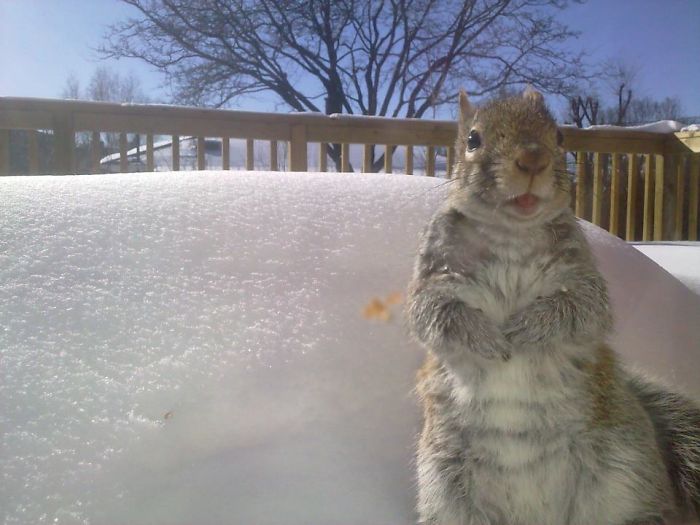 Toronto, Squirrel. Photo Taken By Sony Xperia