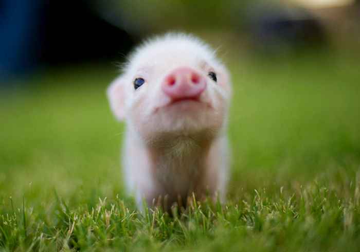 Awwwh!!! Piglet!!