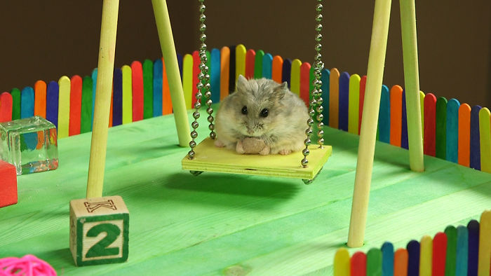 Tiny Hamster In A Tiny Playground