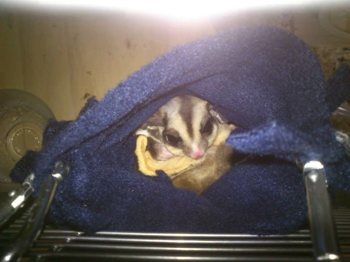 Lory, The Sugar Glider