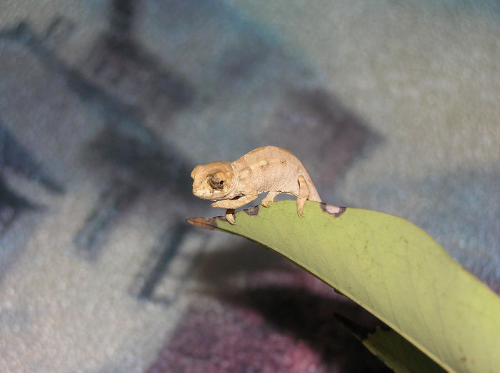 Baby Chameleon